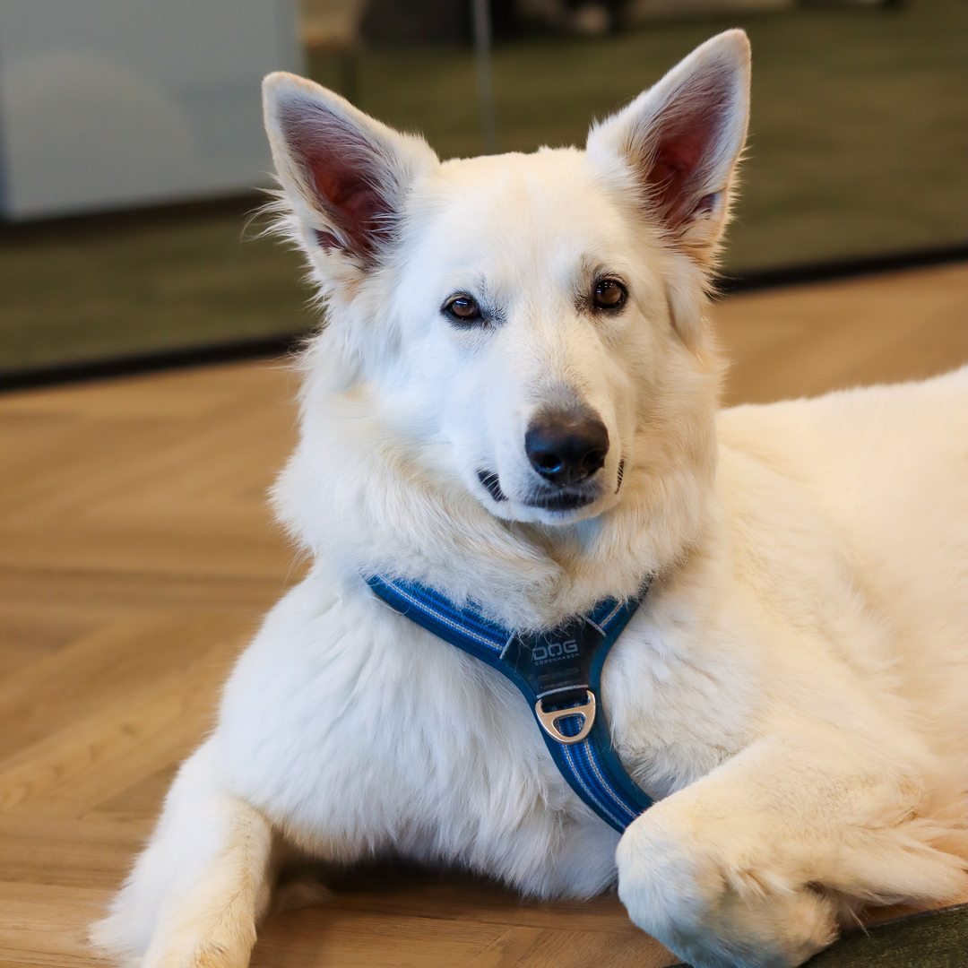 Kyra - barproducties